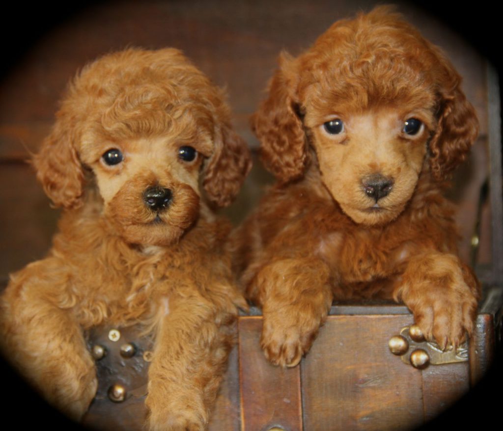 Our Sold Puppies - All American Poodle