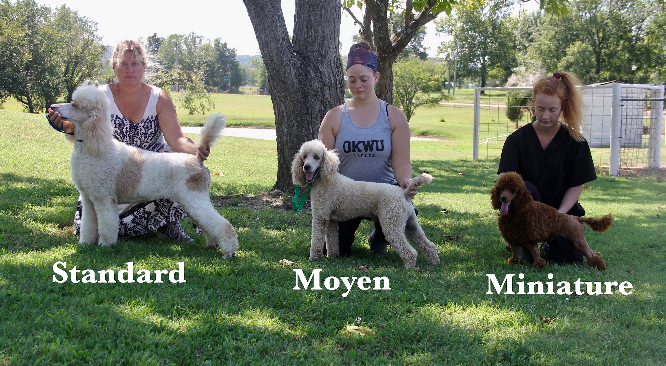 miniature standard poodle