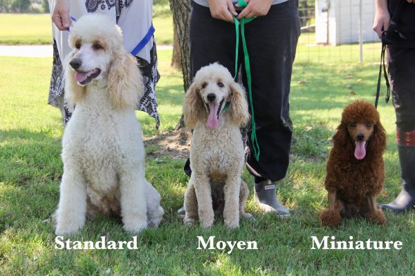 MINI MOYEN AND STANDARD - All American Poodle