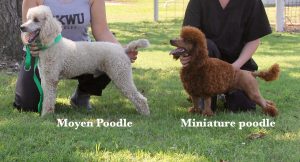 MINI MOYEN AND STANDARD - All American Poodle