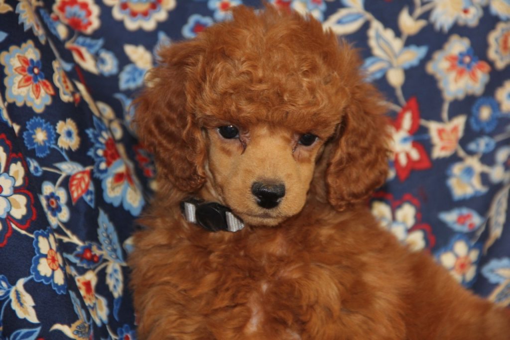 our-sold-puppies-all-american-poodle