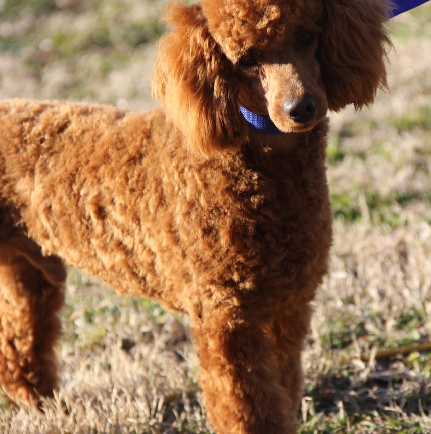 Our Gentleman - All American Poodle