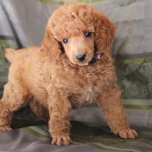 Poodle puppies for sale - All American Poodle