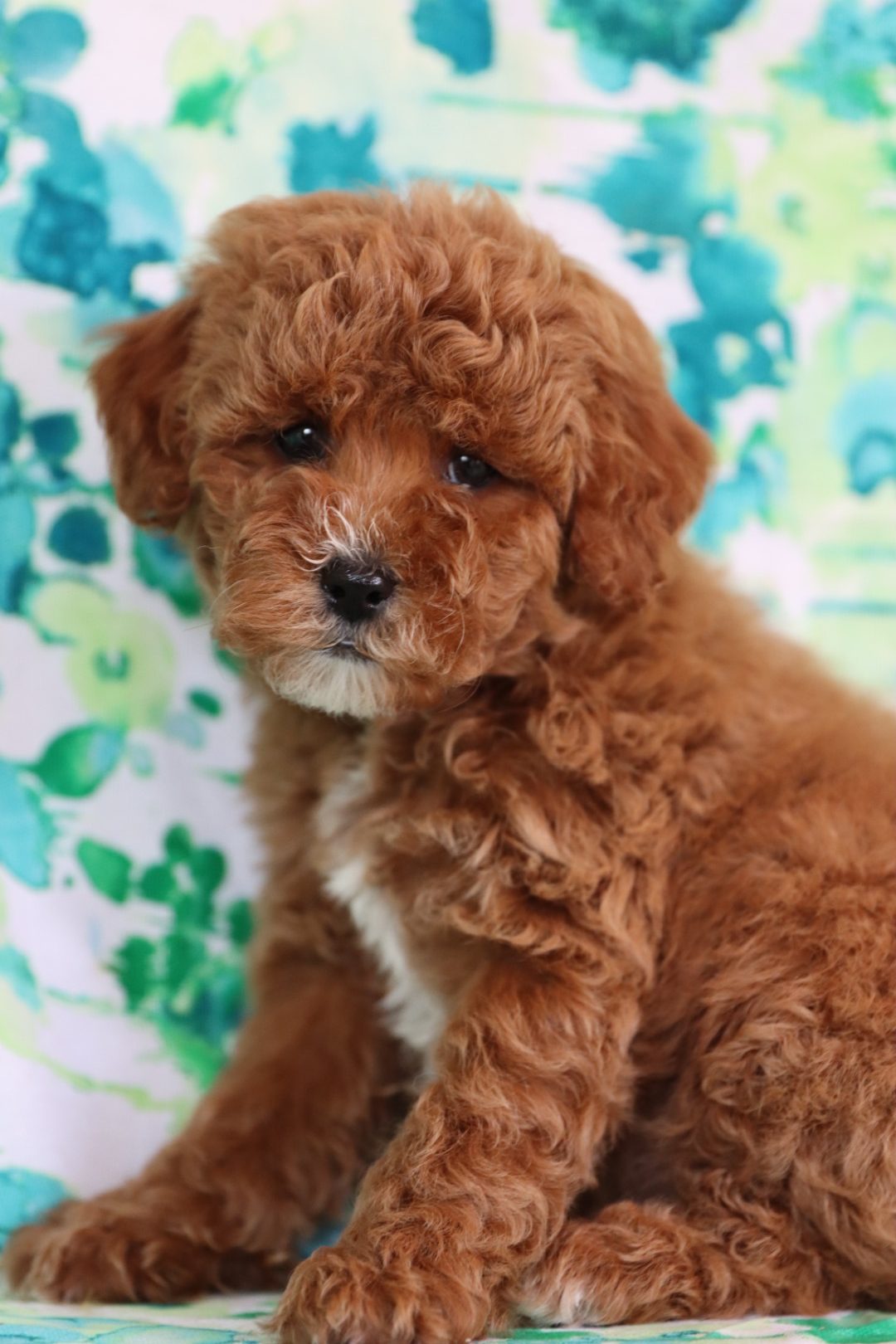 toy poodle x puppies for sale